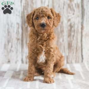 Jarell, Mini Goldendoodle Puppy